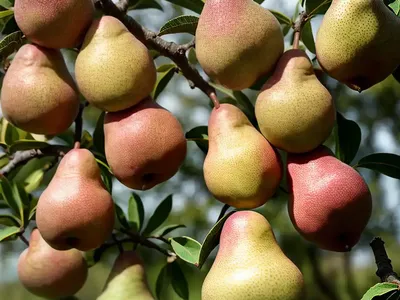 Pyrus Communis ‘Anjou’ (European Pear)