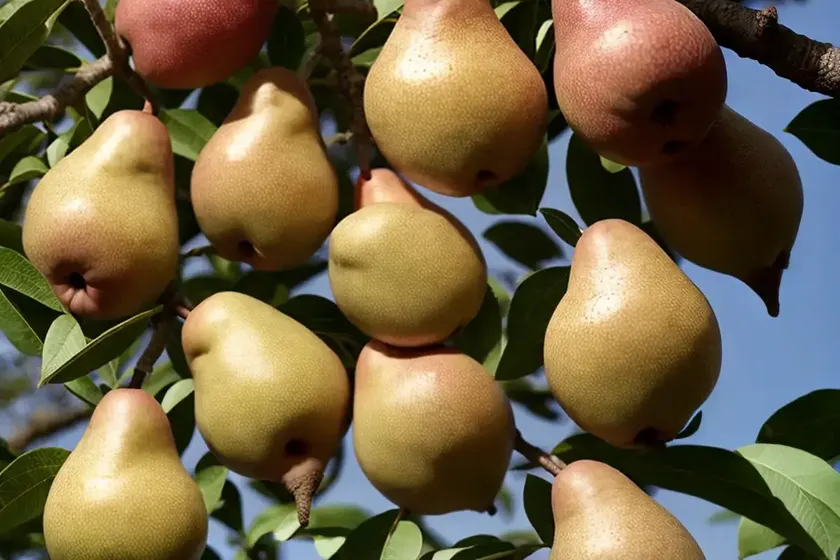 Pyrus Communis ‘Bosc’ (European Pear) — photo 2