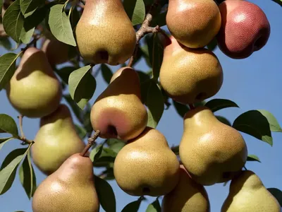 Pyrus Communis ‘Bosc’ (European Pear)