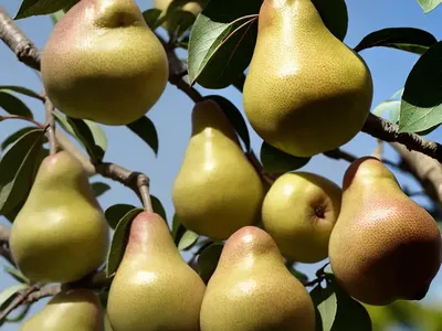 Pyrus Communis ‘Comice’ (European Pear)