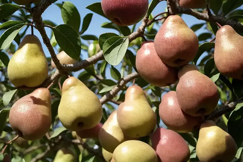 Pyrus communis ‘harrow sweet’ (european pear) — photo 2