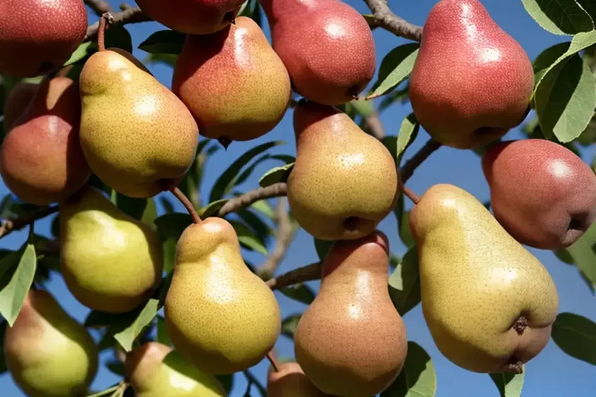 Pyrus communis ‘harrow sweet’ (european pear) — photo 3