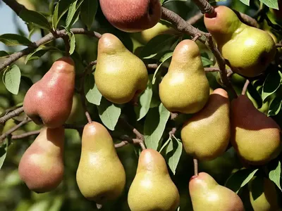 Pyrus Communis ‘Harrow Sweet’ (European Pear)