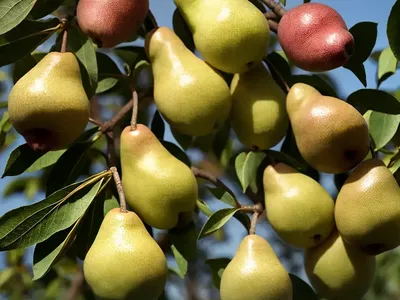 Pyrus Communis ‘Kieffer’ (European Pear)