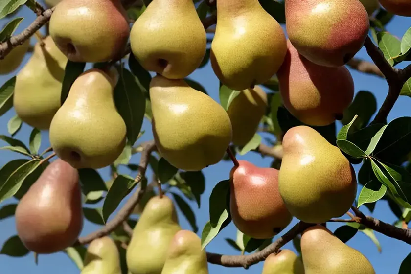 Pyrus communis ‘moonglow’ (european pear) — photo 2