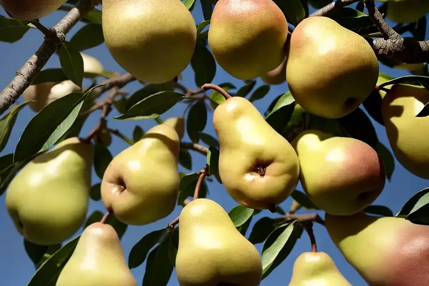 Pyrus communis ‘moonglow’ (european pear) — photo 3