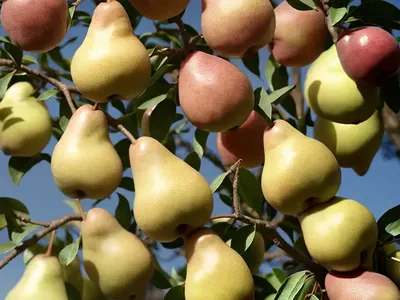 Pyrus Communis ‘Moonglow’ (European Pear)