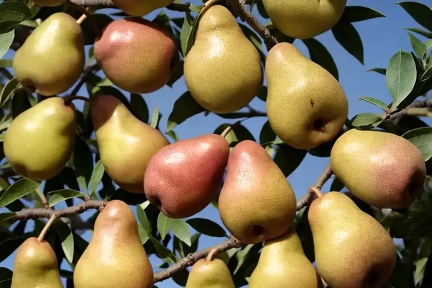 Pyrus communis ‘orient’ (european pear) — photo 3