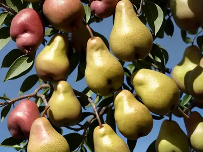 Pyrus Communis ‘Orient’ (European Pear)