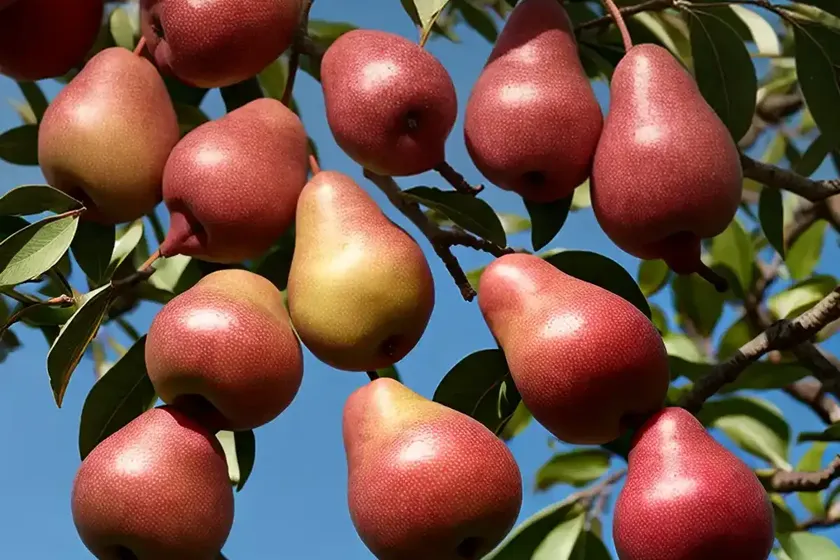 Pyrus communis ‘red clapp’s favorite’ (european pear) — photo 2