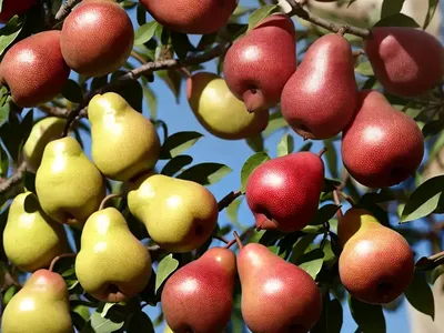 Pyrus Communis ‘Red Clapp’s Favorite’ (European Pear)