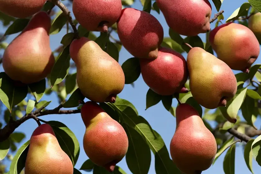 Pyrus communis ‘red sensation bartlett’ (european pear) — photo 2
