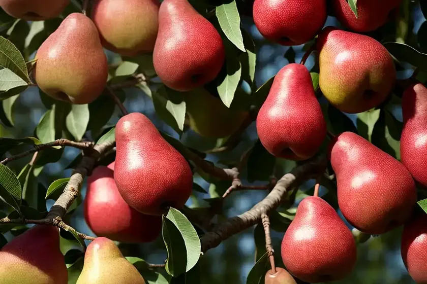 Pyrus communis ‘red sensation bartlett’ (european pear) — photo 3
