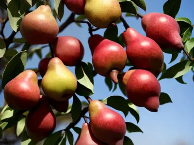 Pyrus Communis ‘Red Sensation Bartlett’ (European Pear)