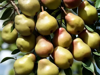 Pyrus Pyrifolia ‘Chojuro’ (Asian Pear)