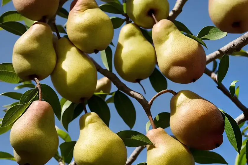 Pyrus pyrifolia ‘hosui’ (asian pear) — photo 2