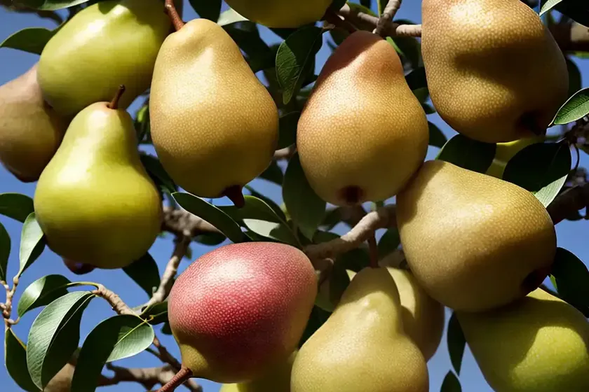 Pyrus pyrifolia ‘hosui’ (asian pear) — photo 3
