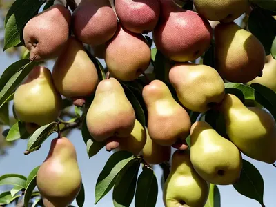 Pyrus Pyrifolia ‘Hosui’ (Asian Pear)