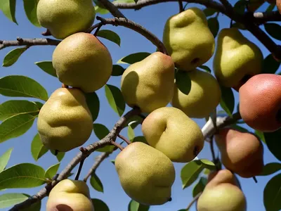 Pyrus Pyrifolia ‘Nijisseiki’ (Asian Pear)