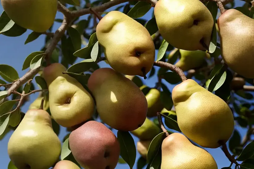 Pyrus pyrifolia ‘shinseiki’ (asian pear) — photo 3