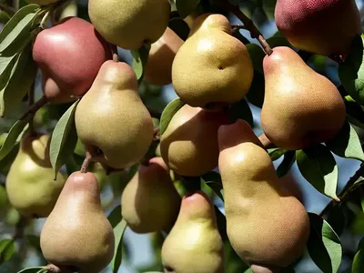 Pyrus Pyrifolia ‘Shinseiki’ (Asian Pear)