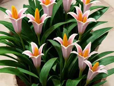 Queen Lily (Curcuma Petiolata)