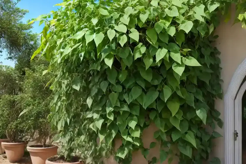 Queen Of Sheba Vine (Podranea Brycei) — photo 2