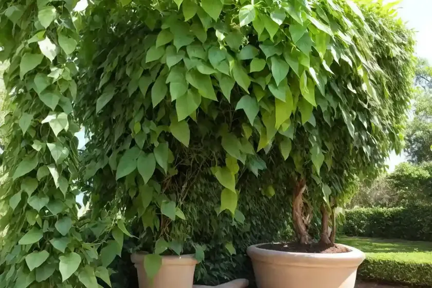Queen Of Sheba Vine (Podranea Brycei) — photo 3