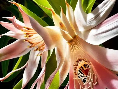 Queen Of The Night (Epiphyllum Oxypetalum)