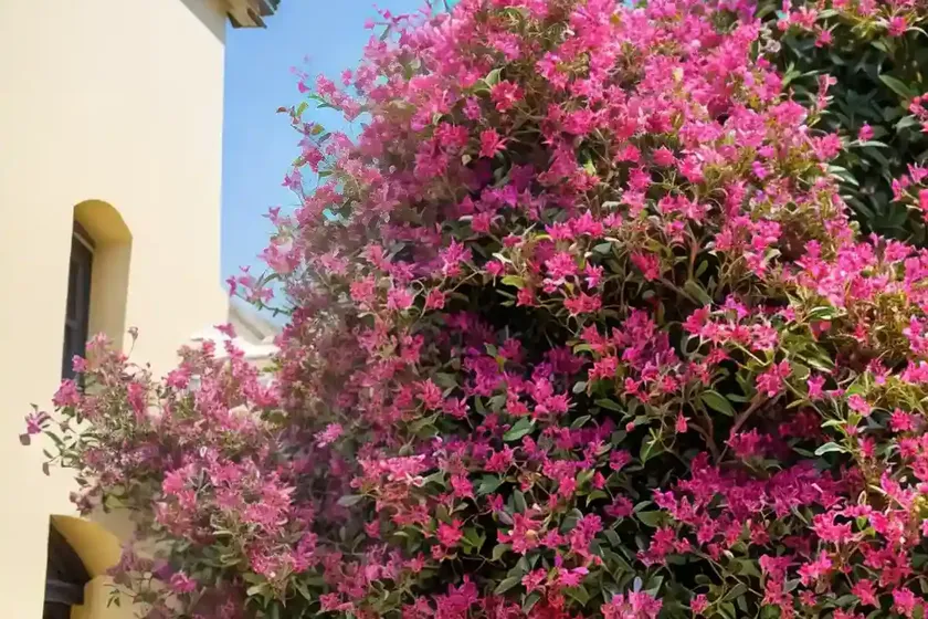 Queen’s crepe-myrtle (lagerstroemia speciosa) — photo 2