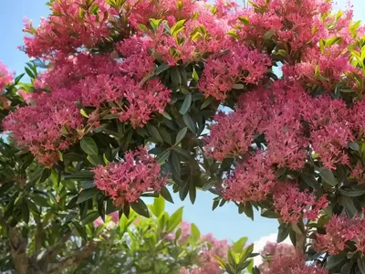 Queen’s Crepe-myrtle (Lagerstroemia Speciosa)