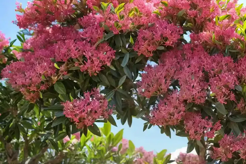 Queen’s crepe-myrtle (lagerstroemia speciosa)