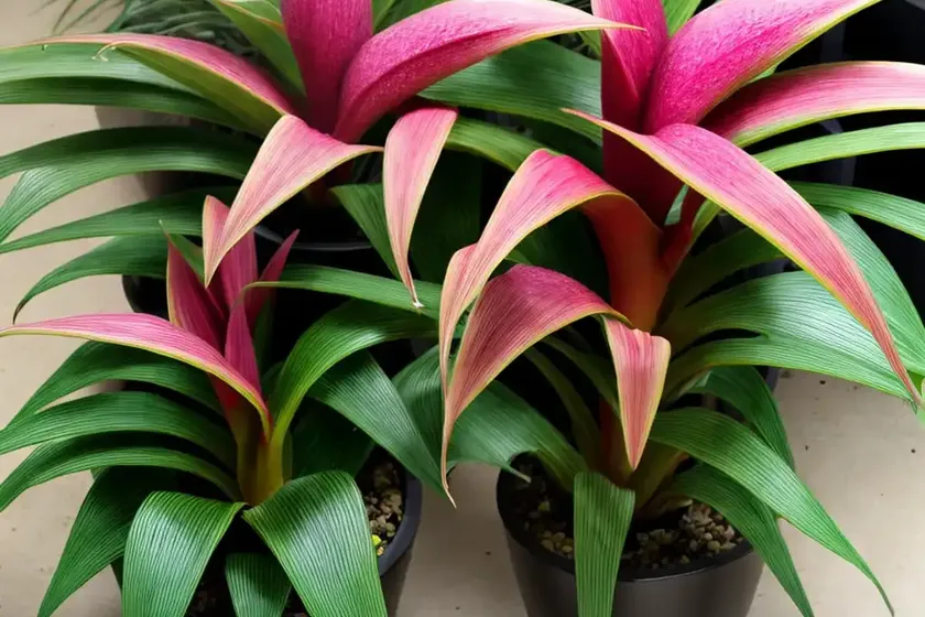 Queens tears (billbergia nutans) — photo 2