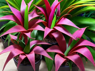 Queens Tears (Billbergia Nutans)
