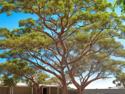 Queensland Bottletree (Brachychiton Rupestris)