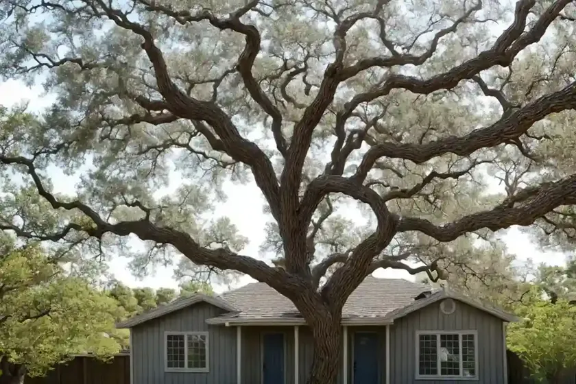 Quercus douglasii (blue oak) — photo 3