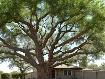 Quercus Douglasii (Blue Oak)