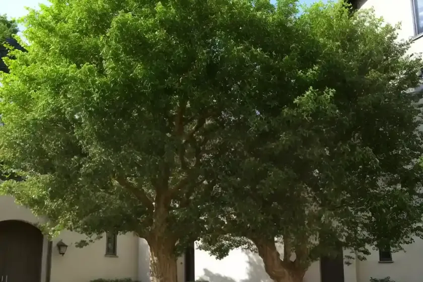 Quercus robur (english oak) — photo 2