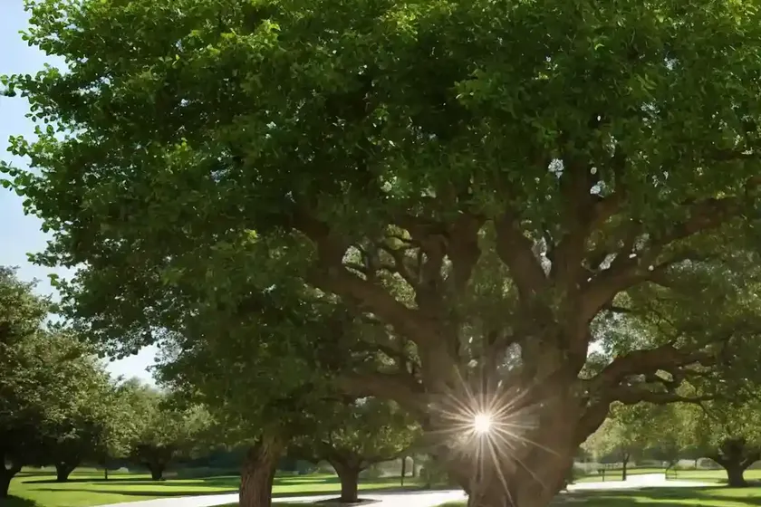 Quercus robur (english oak) — photo 3