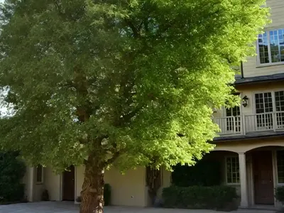 Quercus Robur (English Oak)
