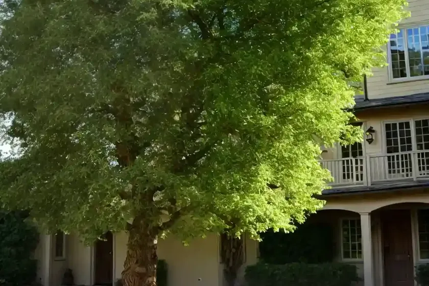 Quercus robur (english oak)