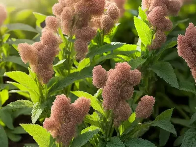 Quinoa (Chenopodium Quinoa)
