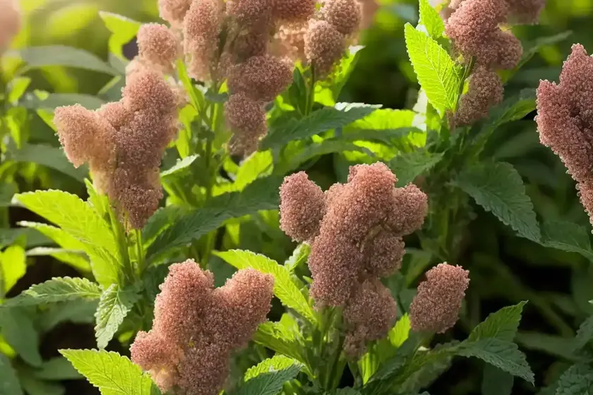 Quinoa (chenopodium quinoa)