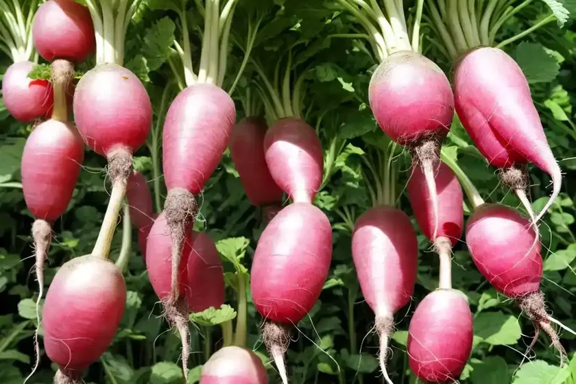 Radish (raphanus sativus) — photo 3