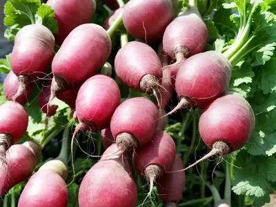 Radish (Raphanus Sativus)