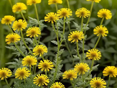 Ragwort (Jacobaea Vulgaris)