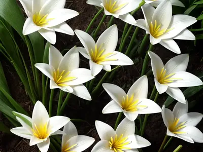 Rain Lily (Zephyranthes Candida)