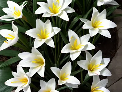Rain Lily (Zephyranthes Grandiflora)
