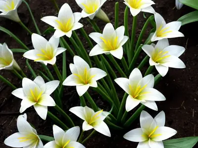 Rain Lily (Zephyranthes ‘Itsy Bitsy’)