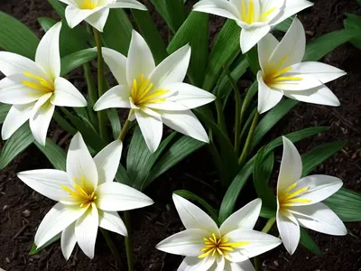 Rain Lily (Zephyranthes Simpsonii)